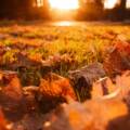 La salud y el otoño